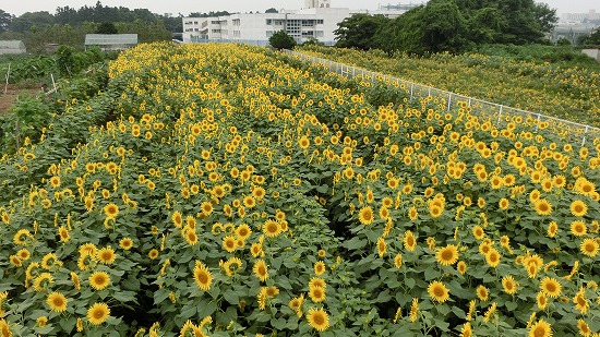 CIMG0045.jpg