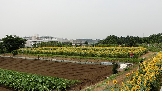 CIMG0078.jpg